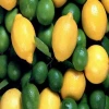 NATURAL FRESH LIME FRUIT WITH HIGH QUALITY & HIGH VALUE FROM INDIA