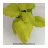 New arrival natural plant golden philodendron bonsai