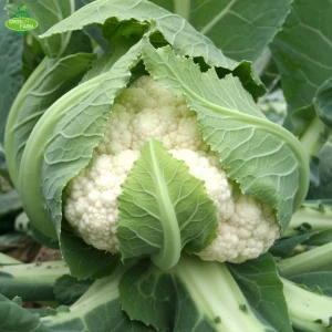 new corp Chinese cauliflower for sale high quality and low price