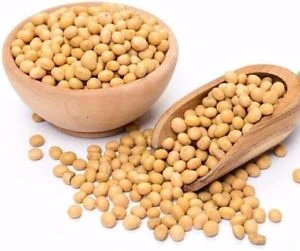 Non GMO Soybean Seeds