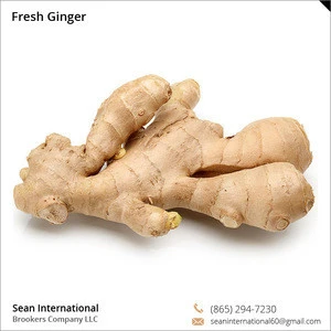 Organic Bulk Fresh Ginger for Sale at Reliable Market Price