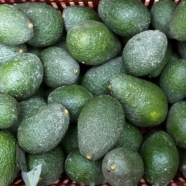Organic Cultivate AVOCADO FRESH from  South Africa