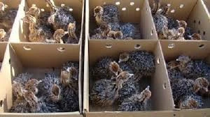 OSTRICH CHICKS FOR SALE