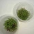 Import Pao tong zhong zi barren resistant foxglove paulownia tomentosa seed for growing from China