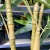 Import plantas artificiales green plants decorative faux bamboo tree from China