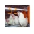 Import Poultry Farm Equipment Chicken Battery Broiler  Cages Animal cage from China
