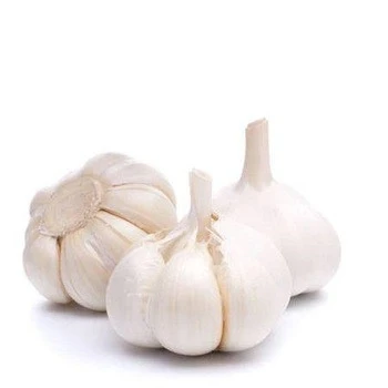 Premium Garlic,Fresh Garlic For Export