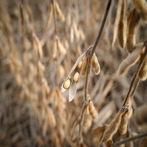 Premium Quality Soybean/  Soybeans Seeds From BRAZIL