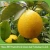 Import price of lemon fruit from China