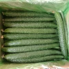 Product 100% Vegetables Green Fresh Cucumber For Sale Best Price