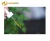 Import Pure Sandalwood Oil Plant Oil for Aromatherapy Relax Spirit Fragrance Lamp Humidifier Aromatic Essential Oil from China