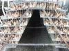 Quail cage for 360 - 400 quails