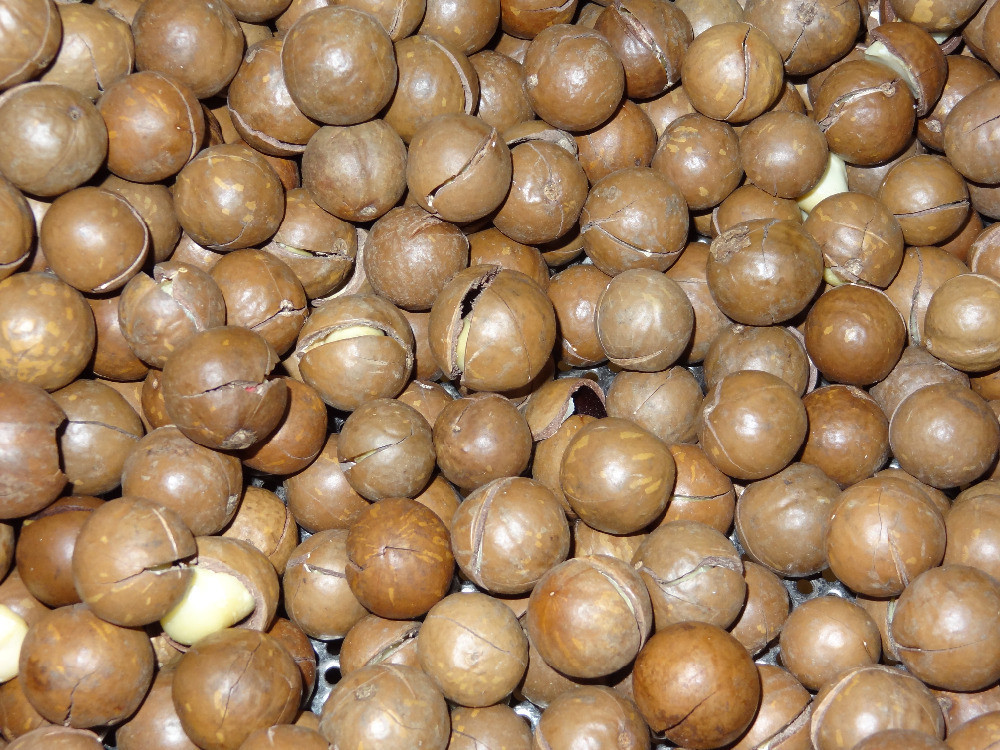Buy Raw Organic Chinese Macadamia Nuts With Shell And Without Shell