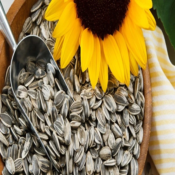 Raw Sunflower Kernels / Hulled sunflower seeds / Organic kernels