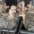 Import Red and Black neck Ostrich Chick for sale from China