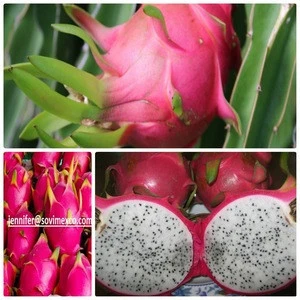 RED COLOR DRAGON FRUIT WITH GOOD PRICE