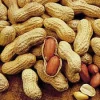 Red peanut,blanched peanut kernels,Bold PeanutsBlanched Peanuts Java Peanuts/ Raw Peanuts Kernel / Raw Peanut in Shell