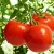 Import S511 Da fan qie Hot Sale Chinese Vegetable Seeds Tomato Seeds from China