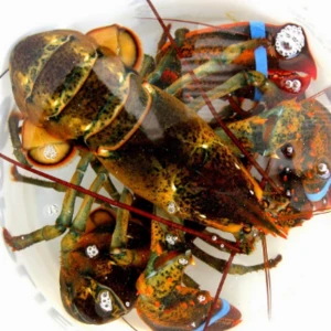 Scotland Live Lobsters / Frozen Lobster Tails for sale