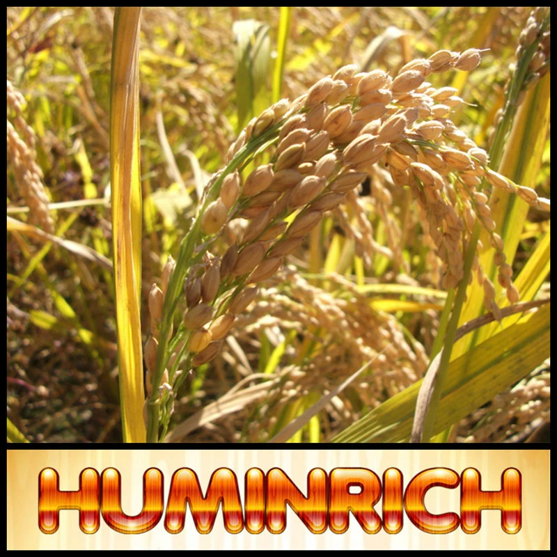 SiO2 + Humic Acid Rice Fertilizer
