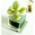 Import Succulent plant pet plant from China