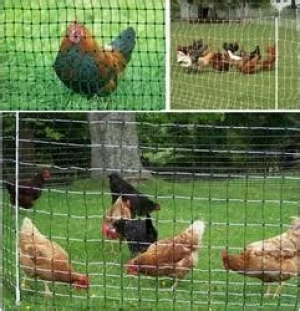 supply extruded poultry netting chicken net poultry chicken netting fence