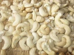 VIETNAM CASHEW NUT
