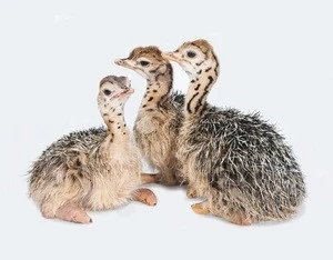 Well Fed Live healthy Ostrich/ Ostrich Chicks for sale