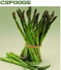 Wholesale China FROZEN GREEN ASPARAGUS FOR SALE