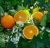 Import Wholesale healthy fresh fruit importers export sweet mandarin orange from Morocco