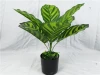 YD8743-1 50cm high artificial alocasia macrorrhizos plants bonsai