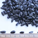 Large Size Sunflower Seeds Sunflower Seed Kernels Wholesale Price Sunflower Seeds Black