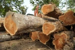 Teak Round Logs