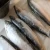 Import Hot Selling Frozen Herring Fish from Belgium