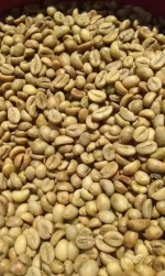 Coffee Beans // Robusta // Arabica // Etc