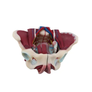 Soft Simulated Female Pelvis With Muscles and Uterus Model