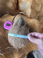 Semi Husked Coconut