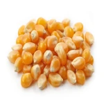 Top Grade Yellow Maize Animal Feed Fresh Yellow Maize Animal Feed Rich In Nutrients And Perfect For Poultry