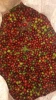 Premium Indonesian Robusta Green Coffee Beans