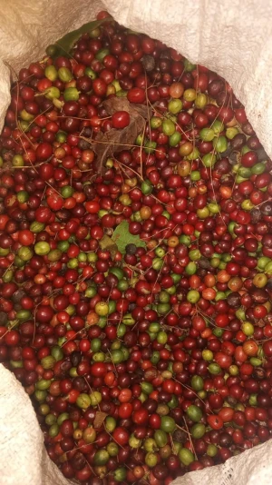 Premium Indonesian Robusta Green Coffee Beans