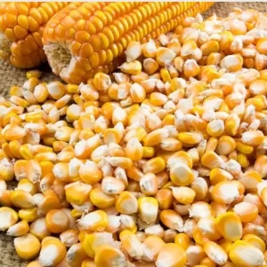 Yellow Corn, Dry Yellow Maize