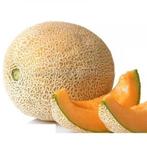 Extremely Early mature hybrid round melon seeds﻿