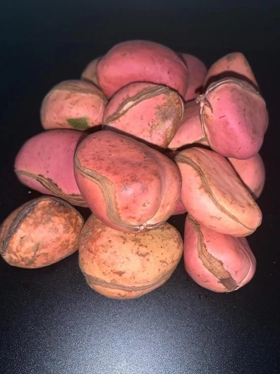 Buy Kola Nuts from Tropical Plants (Nig) Limited, Nigeria