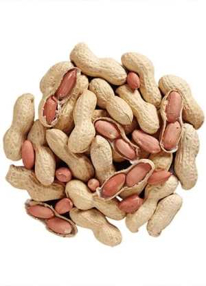 Blanched Peanuts for Export – Bulk Groundnut Kernels