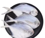 Fresh Frozen Best Whole Big Large Round White Silver Sea Pomfret Fish IQF Pompano Pamphlet Paplet Fish Chinese Local