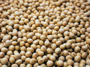 Soybeans