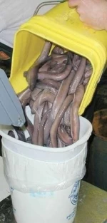 Best Quality Live, Frozen Hag Fish For Sale