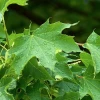 Ivy Leaf Extract (HEDERA HELIX)