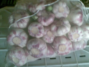 Fresh Egyptian garlic