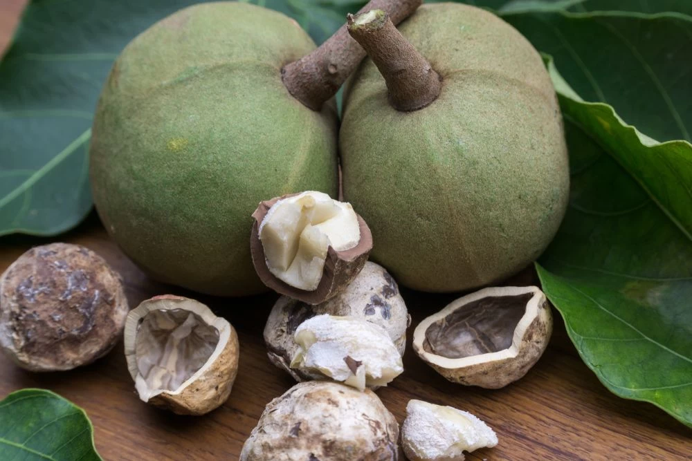 Buy Candle Nut / Kukui Nut from Toba Farm, Indonesia